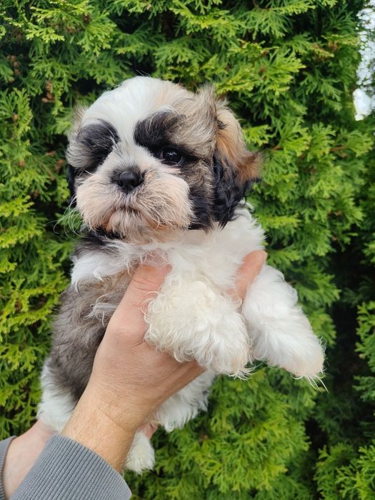 Śliczny Shih Tzu z rodowodem
