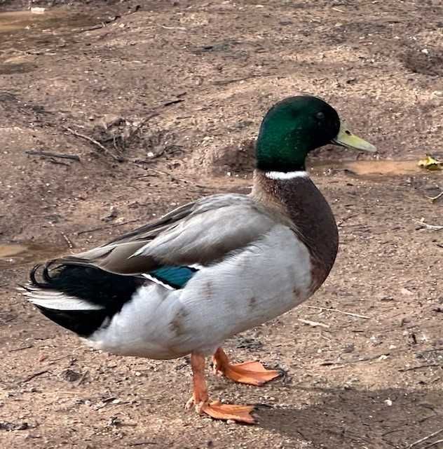 Patos reais / Khaki Campbell de 2025