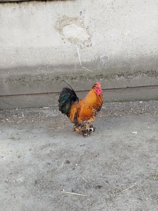 Kogut, koguty, rasowe i mix