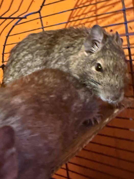 Koszatniczki za darmo Olsztyn