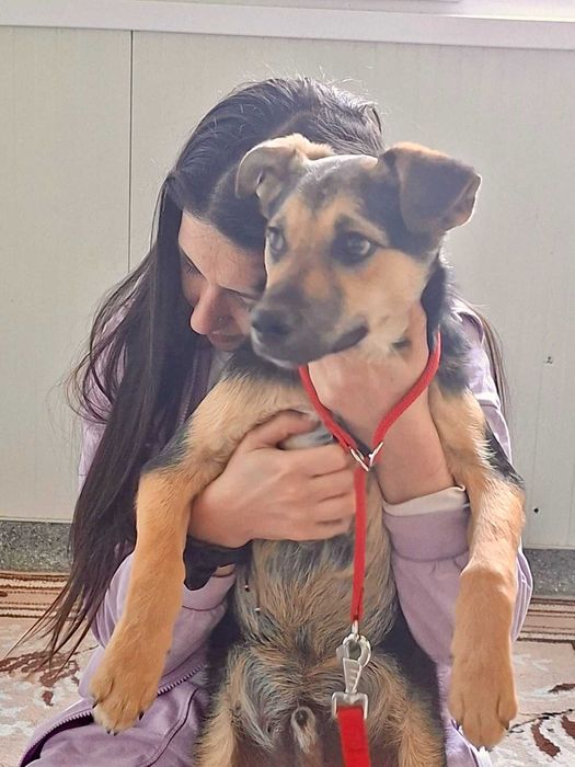 TYMONEK 6 mies szczeniak do adopcji uratowany w Bułgarii