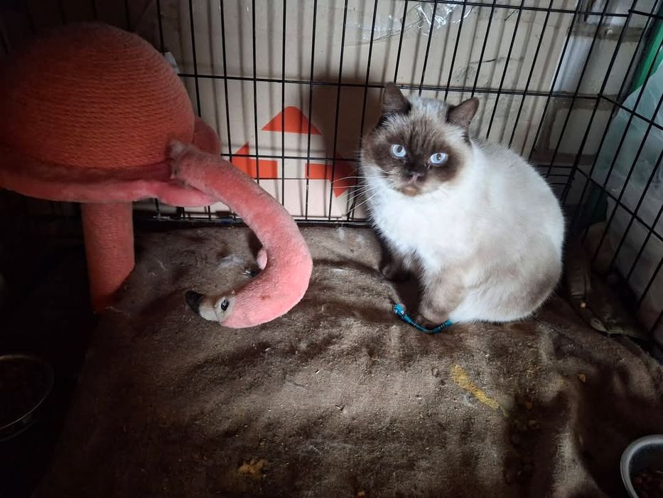 Симочка из Мирнограда ищет заботливую семью