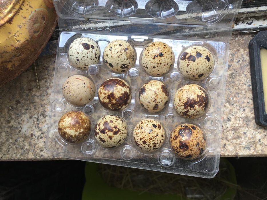 Tenho para ceder codornizes cumum codornizes da China e ovos das mesma