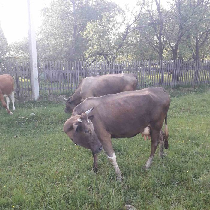 Продам молоді корівки
