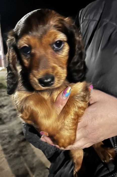 Jamnik miniaturowy długowłosy