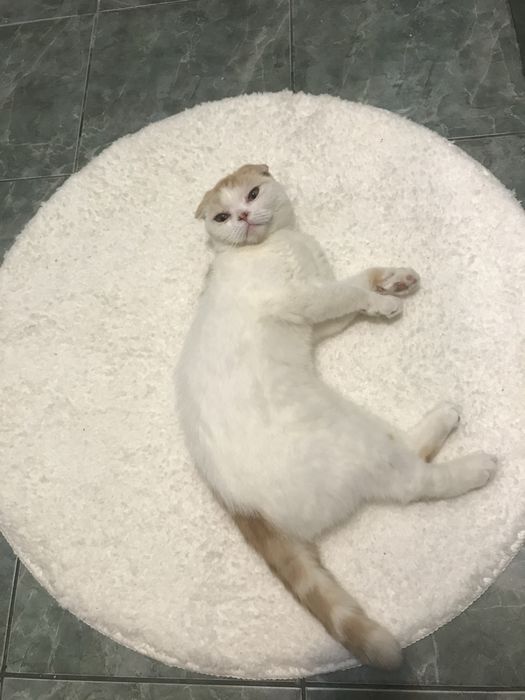 Шотланка вісловуха шукає кота