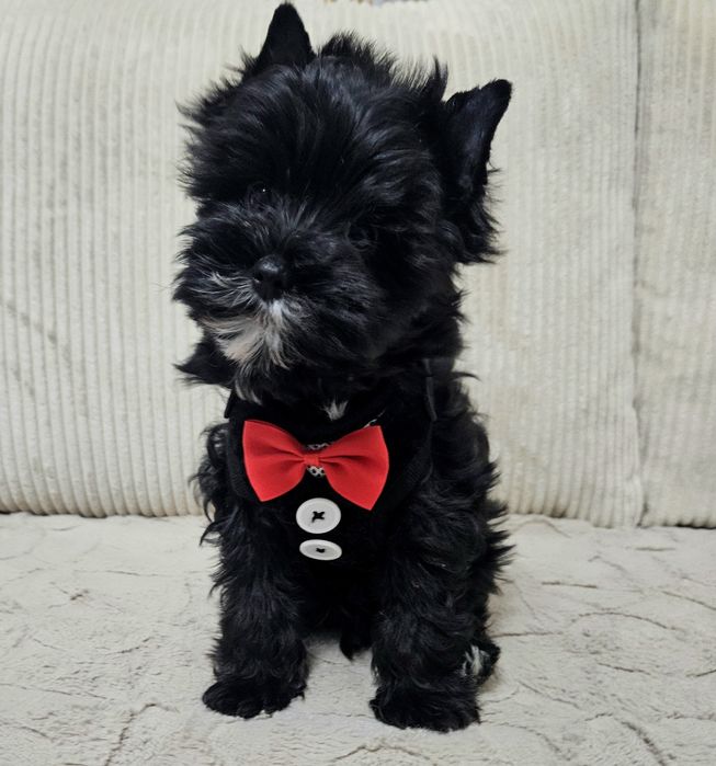 Cudowny Mega Piękny York Black - Cudo z Rodowodem.