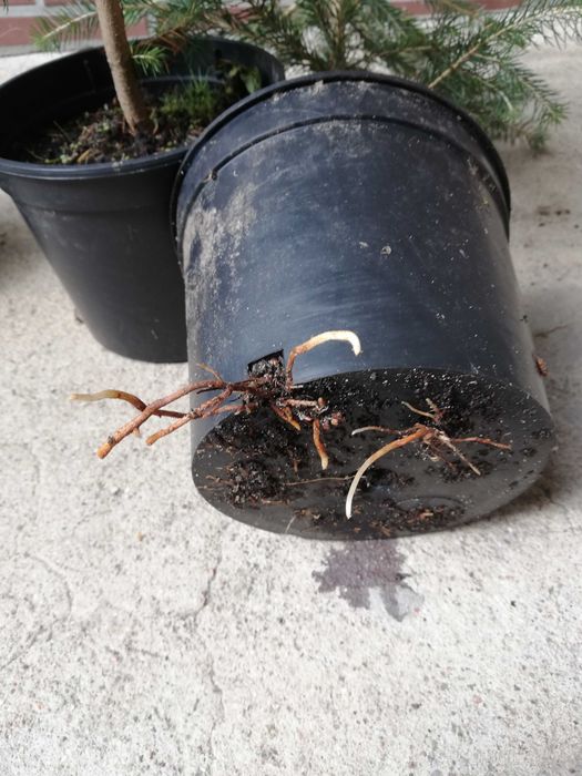 Świerk pospolity w doniczce 2L