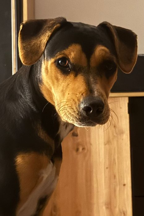 Oddam roczną suczkę - wabi się Abi.