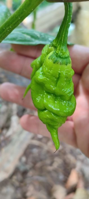 Sementes Pimentas, OFERTA Portes Envio