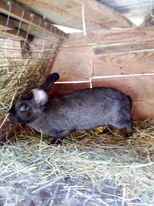 Кролі ,білий панон ,строкачі'',також м'ясо 250  грн 'кг