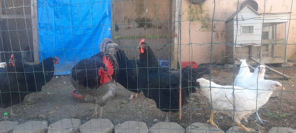 Ovos Galados Jersey Gigante Negro ou Azuis