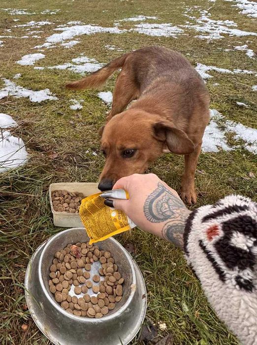 Nero szuka domu -grzecznościowo -aktualne