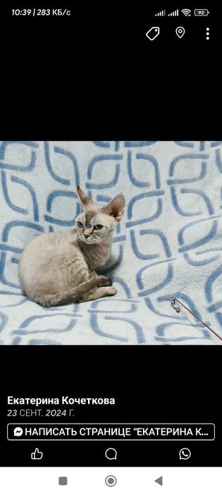 Девон рекс хлопчик красень