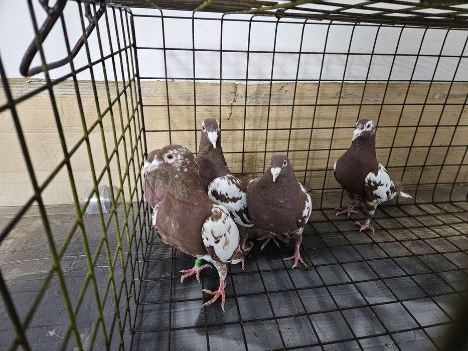 Gołębie mulemansy Bydgoszcz