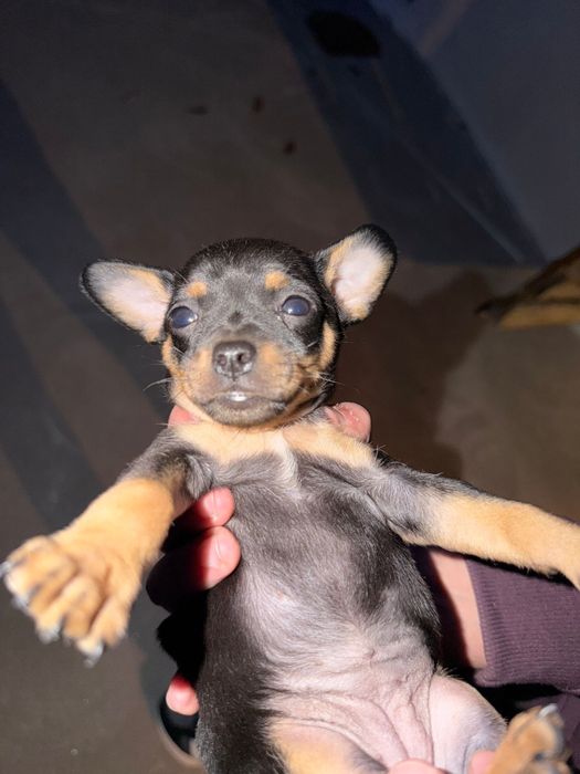 Pinscher Femea - pronta para entrega