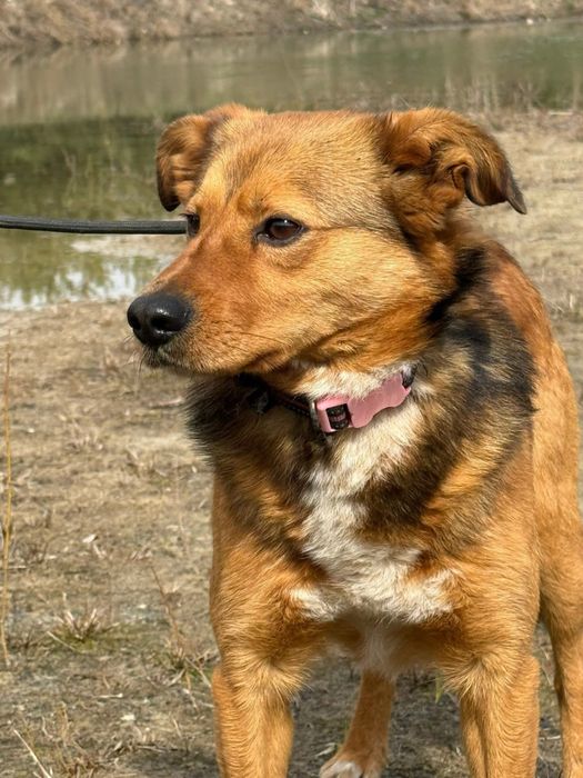 Pies z historią chwytającą za serce !!