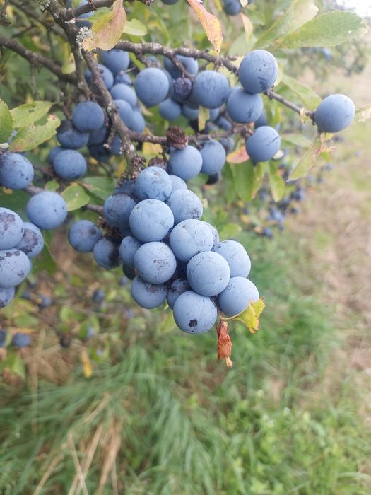 Tarnina owoce świeże 5 kg zbiór Sudety/ Bieszczady