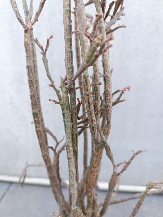 Euphorbia platyclada sukulent