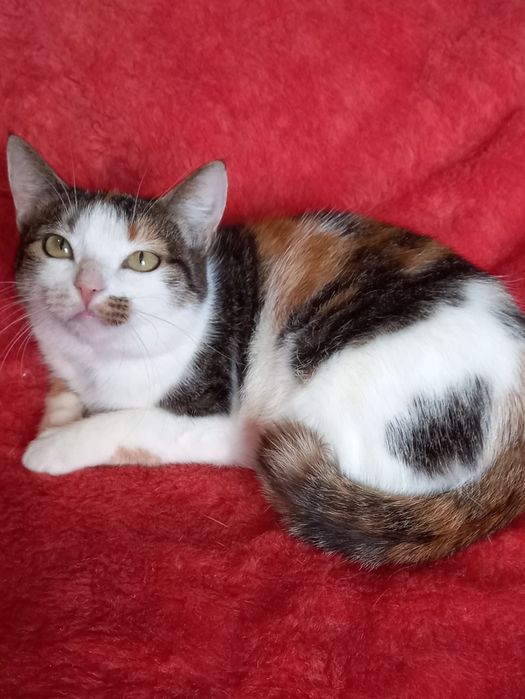 Красуні потрібен дім