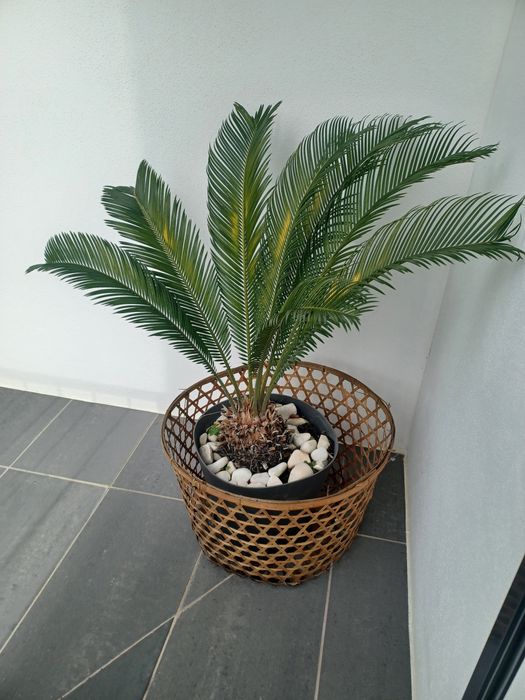 Vaso usado com flor Cica