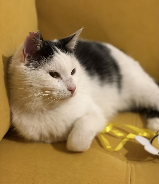 Biała przyjazna kotka do pilnej adopcji!