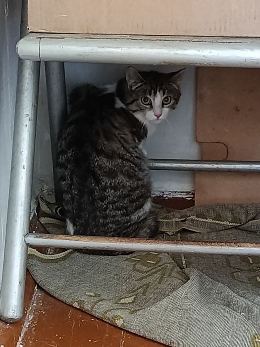 Котенок девочка бесплатно. Кошечка. Кошка. Котята даром