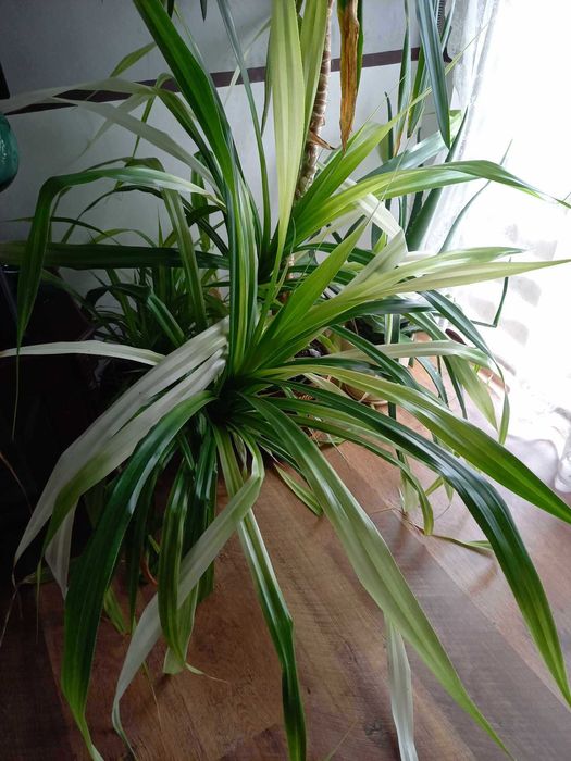 Juka domowa, bardzo duża, juka