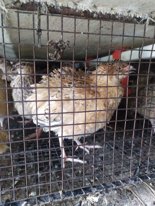 Перепела фараон, фєнікс яйця