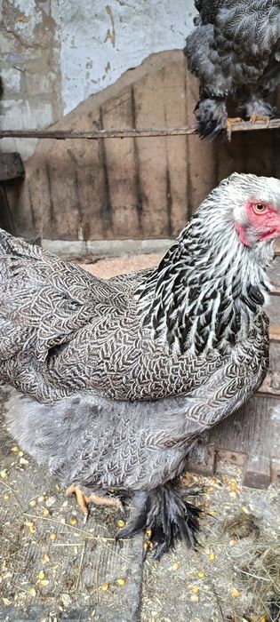 Инкубационные яйцо Брама