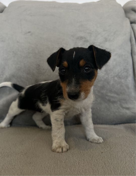 Jack Russell terrier