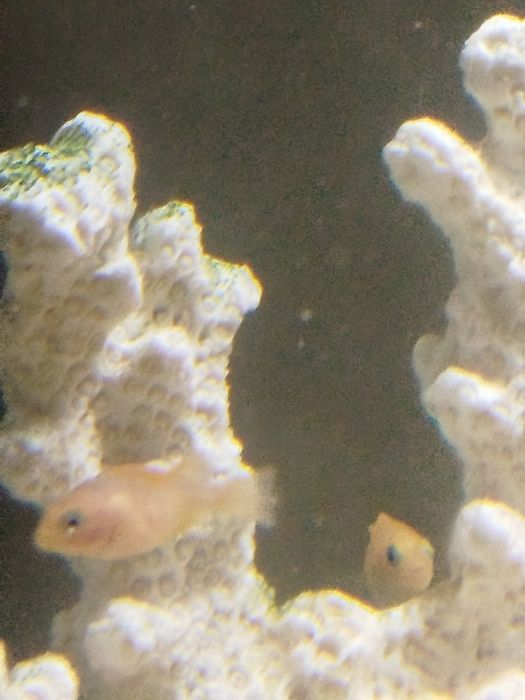 Crias de ciclídeos do lado maulay