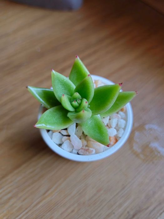Echeveria Agavoides Planta Suculenta