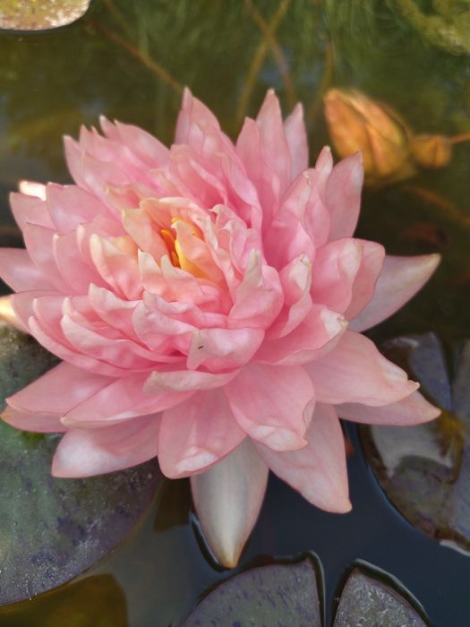 Нимфеи в прудик продам