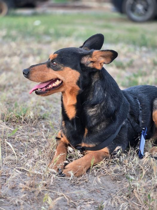 Отдам пса-компаньона, метис таксы, 2 года, кобель
