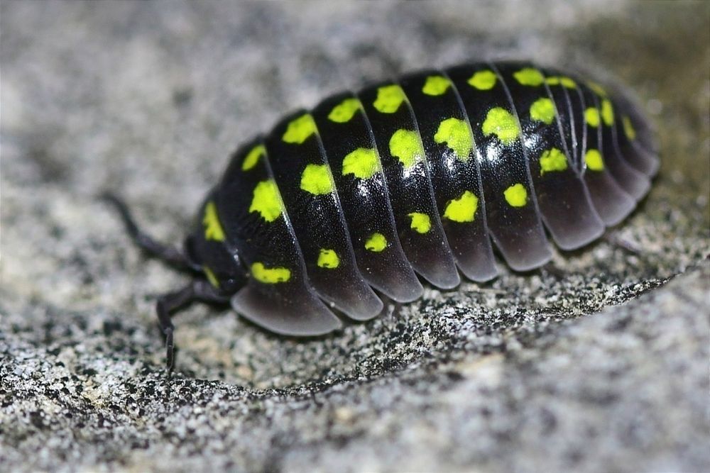 Armadillidium Gestroi - piękne i proste isopody