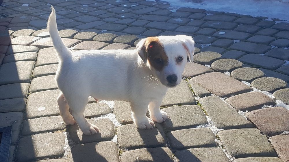 Jack Russell Terrier