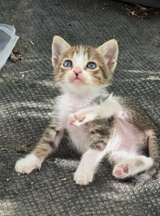 Gatos bebes para adopção