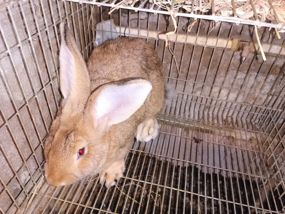 Macho Gigante Espanhol