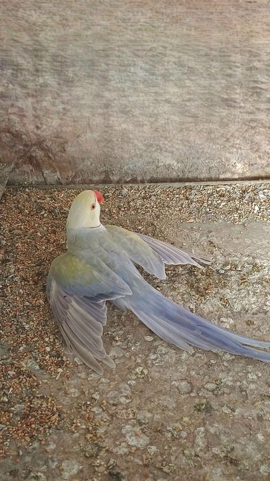 Ring neck violeta turquesa palido