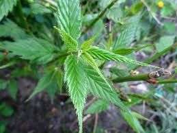 Керія японська  кущ