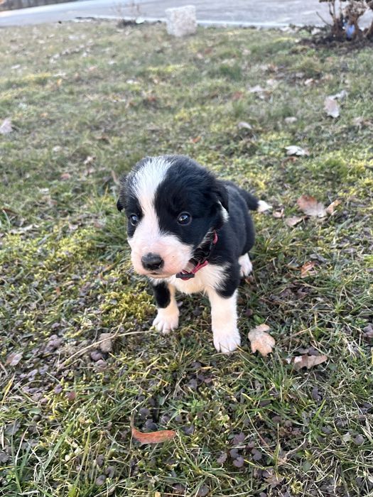 Czarno-Biała suczka Border collie