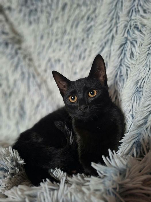 Koteczka do adopcji