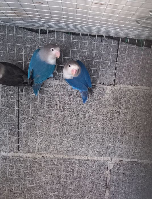 Casal Agapornis Ficher