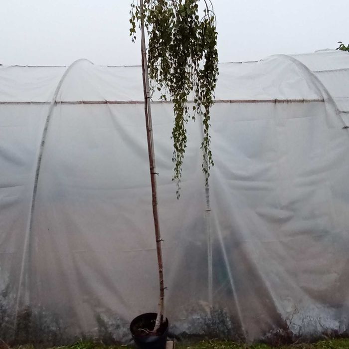 Brzoza płacząca Youngii pendula Betula duże drzewka 250 cm