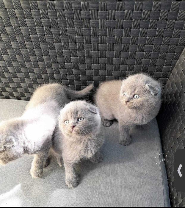 scottish fold/straight a sair