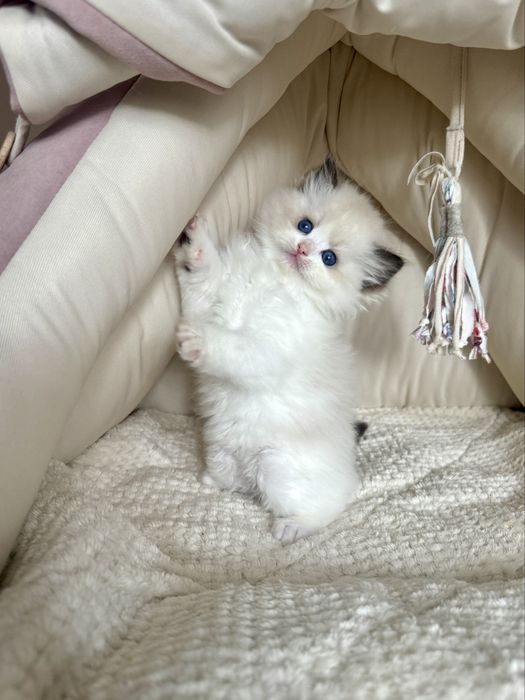 Śliczne kocięta Ragdoll, FPL