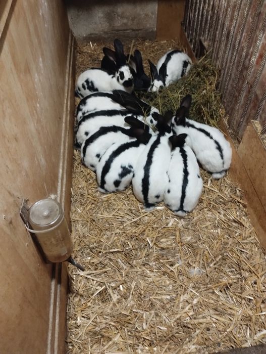 Króliki OSC Młode sprzedam