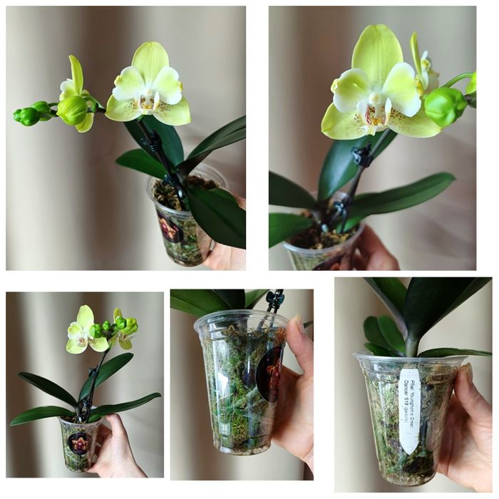 Сортові орхідеї,антуріуми