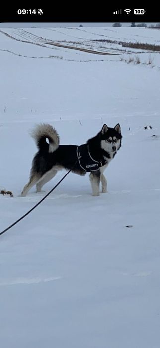 Oddam za darmo psa rasy Syberian Husky